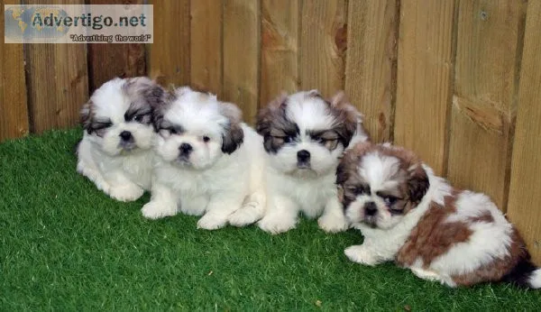 Adorable and Healthy Shih Tzu Puppies