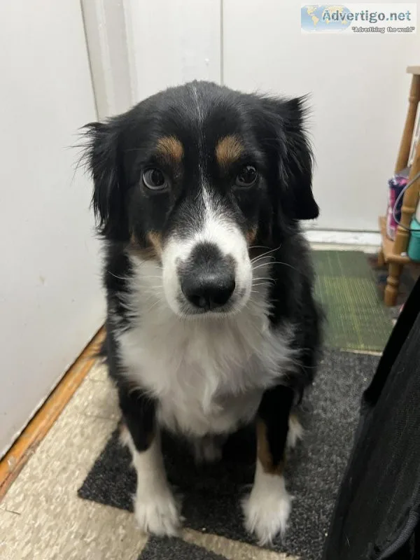 Miniature American Shepard