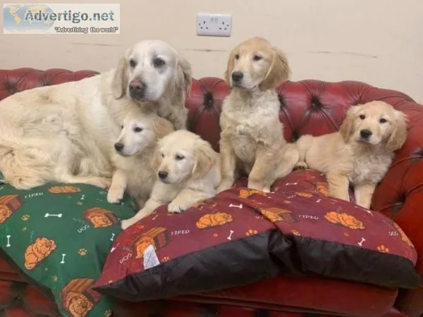 Super Cute and Healthy Golden Retriever Pups