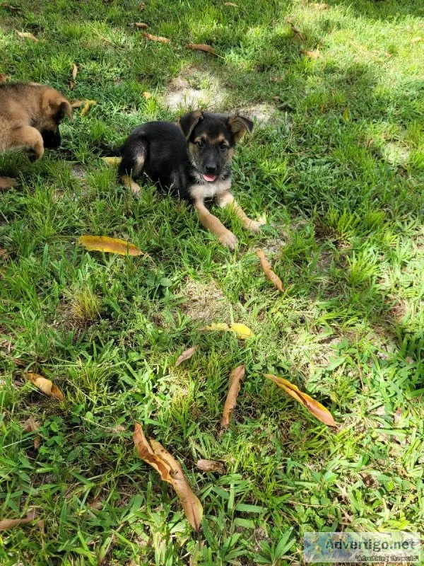 German shepherds