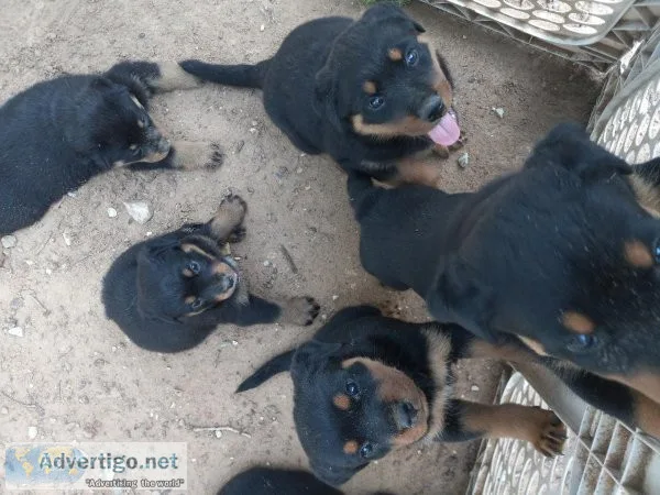 Rottweiler pups