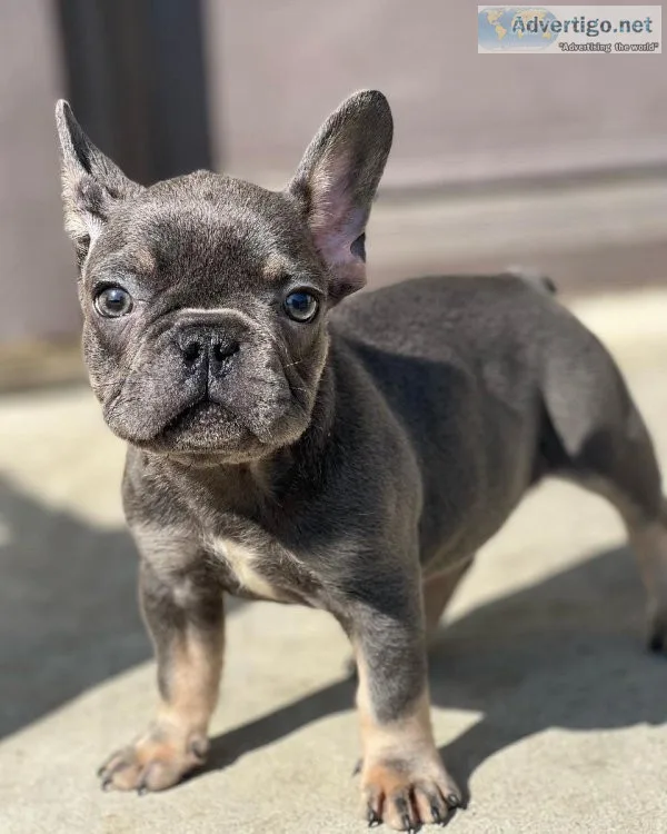French bulldog