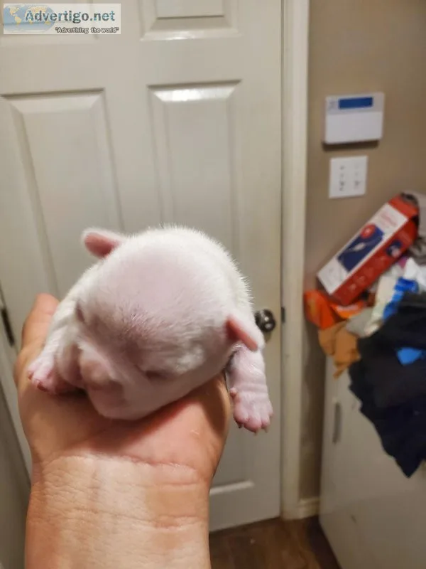 AKC REGISTERED FRENCH BULLDOG PUPPIES