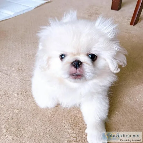 Pekingese puppies looking for loving Home