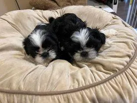 Shih Tzu