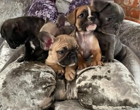 Champion French Bulldog Pups