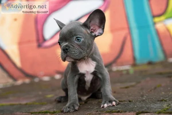 Blue Merle Brindle French Bulldog Puppy