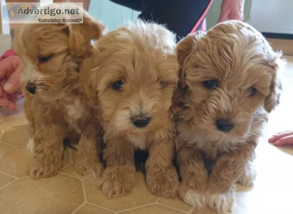 Adorable Male and Female Mini Maltipoo Puppies