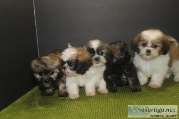 Lovely Healthy Shih Tzu Puppies