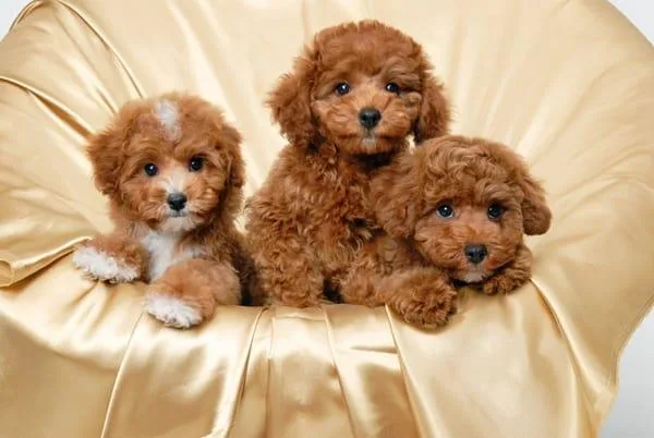 Lovely Mini Poodle Puppies
