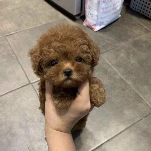 Teacup Poodle Puppies