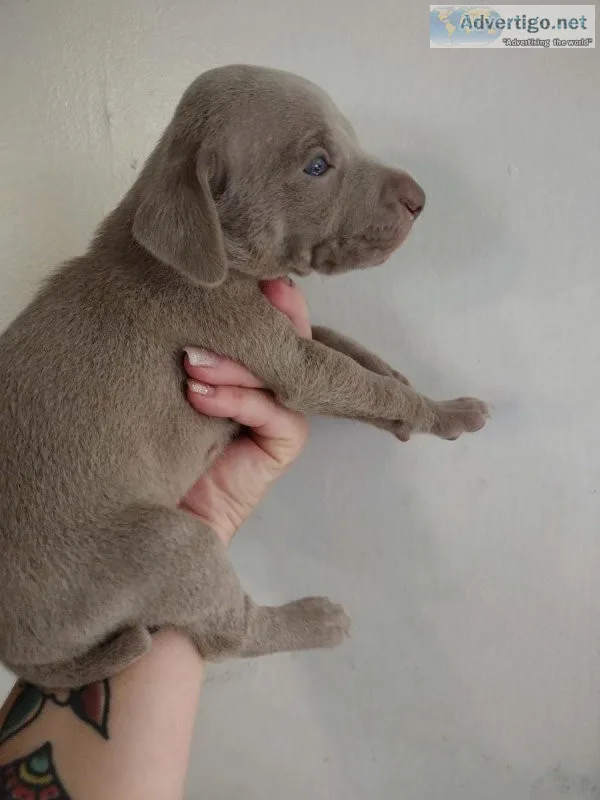 Weimaraners