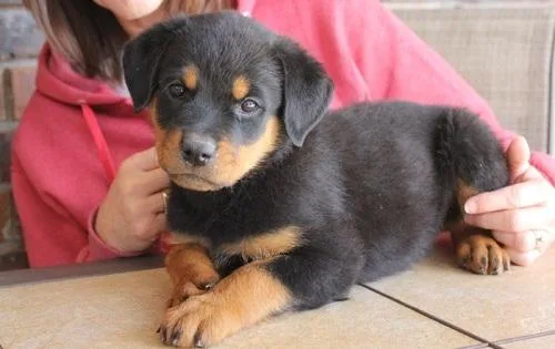 Adorable Rottweiler pups for searching for loving home.