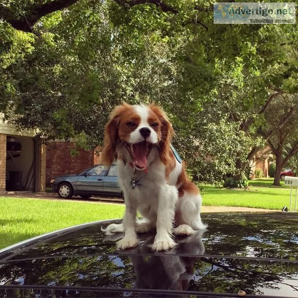 female and one male purebred King Charles puppies for sale