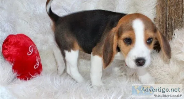 I have two female and one male purebred Beagle puppies for sale