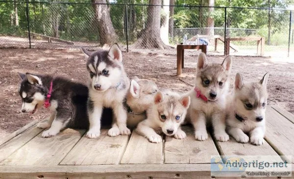Husky puppies