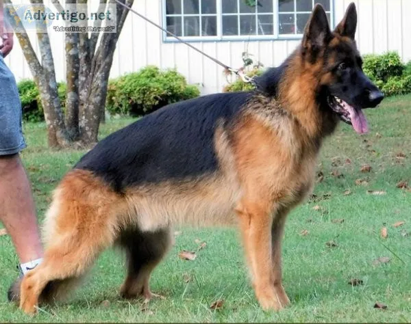 German Shepherd Puppies