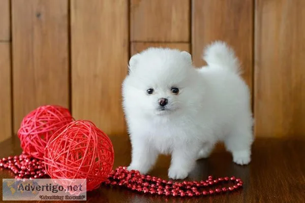Purebred Pomeranian Puppies