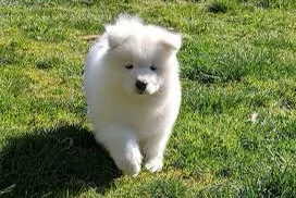 Vaccinated Samoyed puppies for sal.e