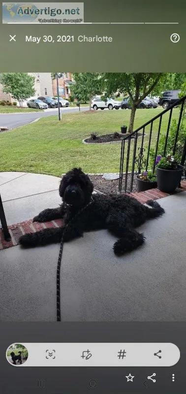 Black f1b goldendoodle