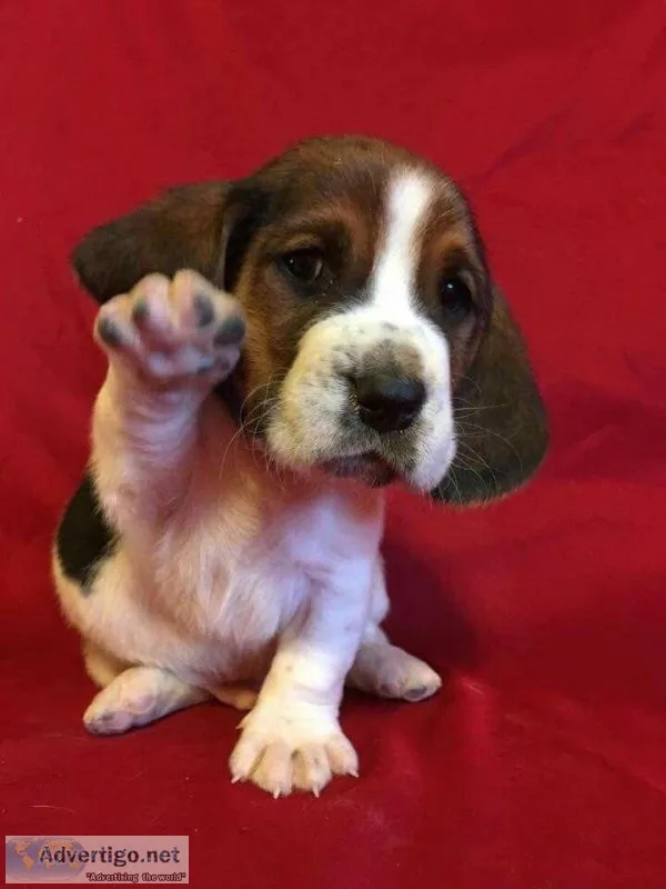AKC Basset Hound Puppies