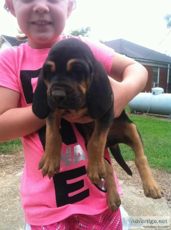 AKC Female Bloodhound Puppies