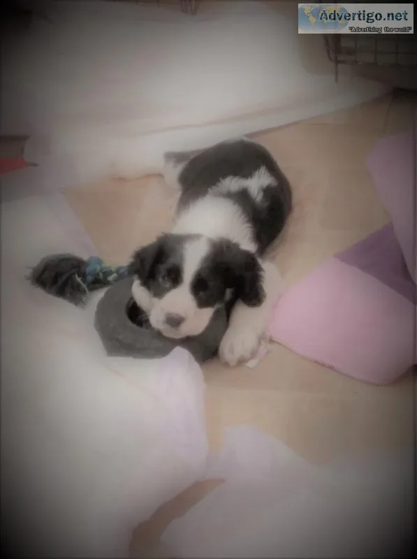 For sale English Springer Spaniel puppies 