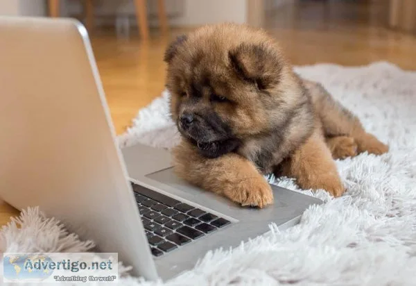 Chow chow puppies ready now