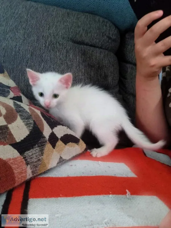 REDUCED  Turkish AngoraSiamese Kittens