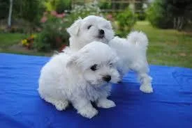 Wonderful Looking Maltese Puppies
