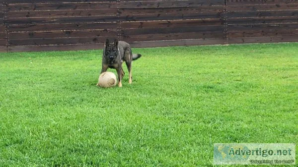 Adult Male German Shepherd. German working bloodlines.