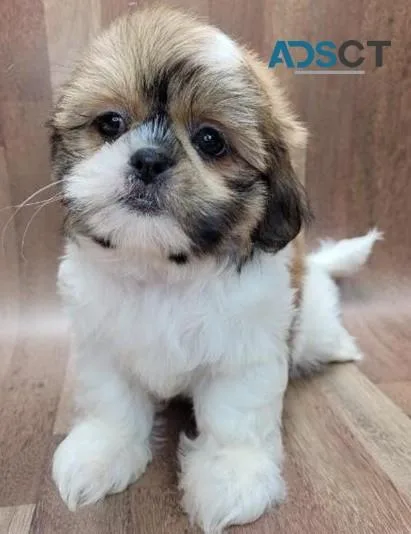 CKC registered shih tzu Pups