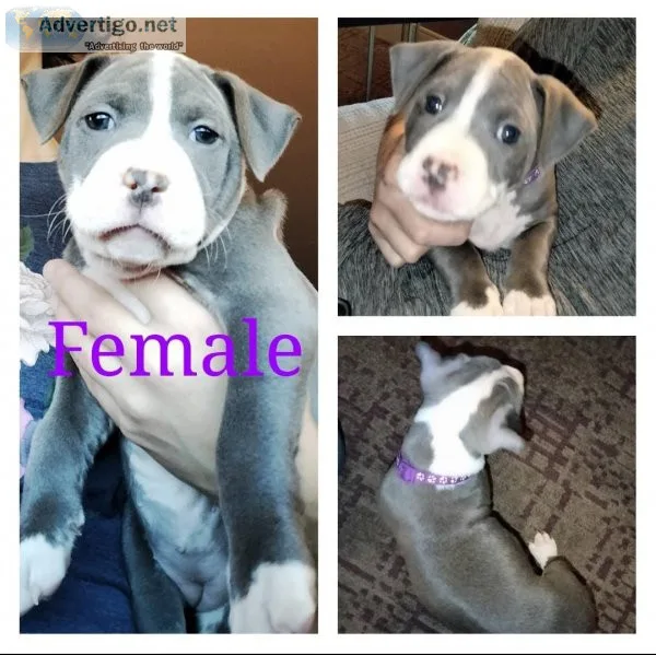 American Staffy Puppies