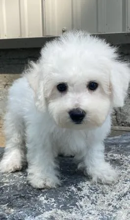 Bichon Frise Puppies available now