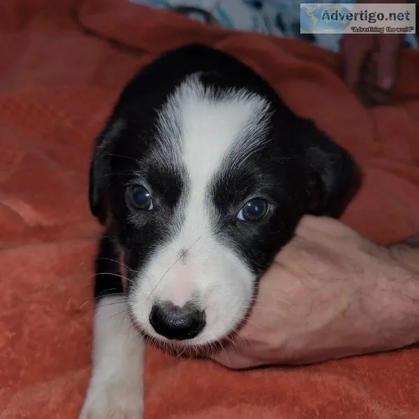 Rehoming cute border collies puppies