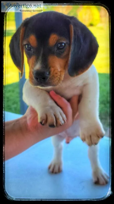 AKC Beagle Puppy