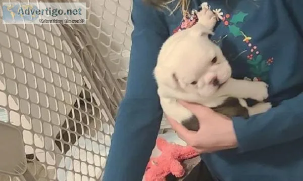 2 puppies for sale. very cute puppies