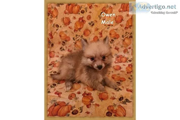 CKC Pomimo Puppies