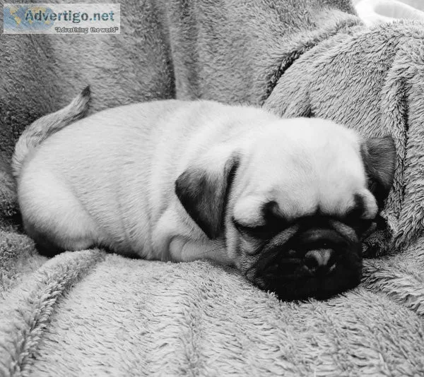 Pug Puppies