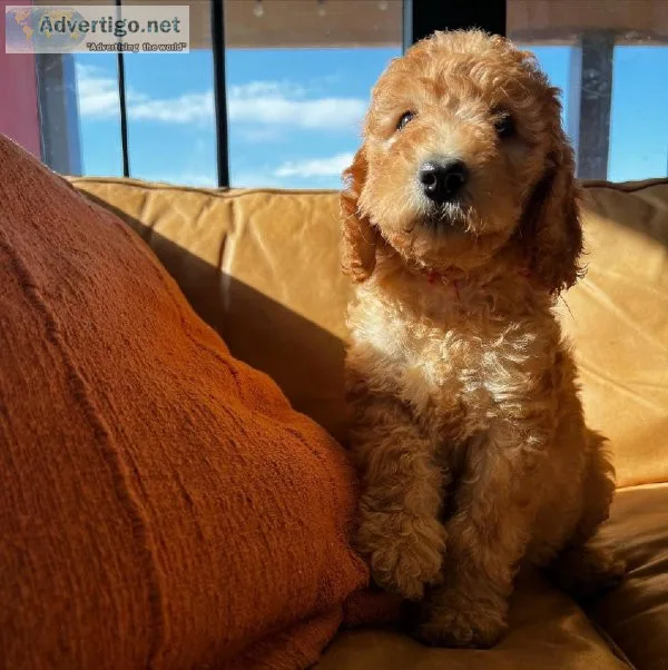 Goldendoodle puppies