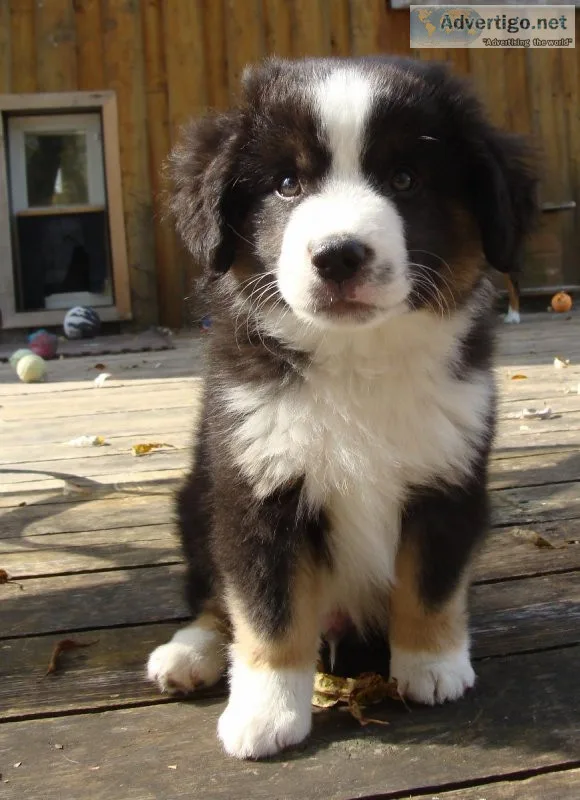 Australian Shepherd Pups