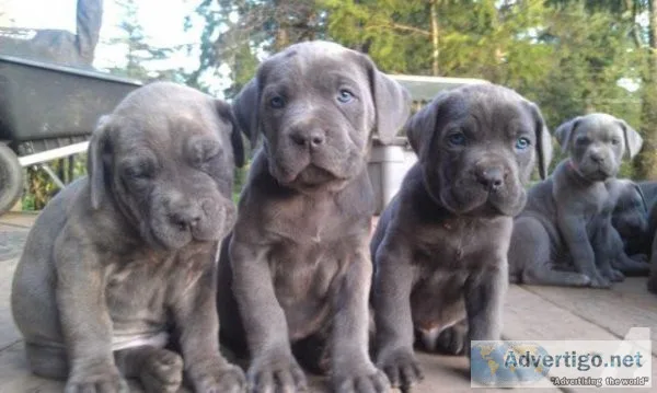 Cane Corso Pups