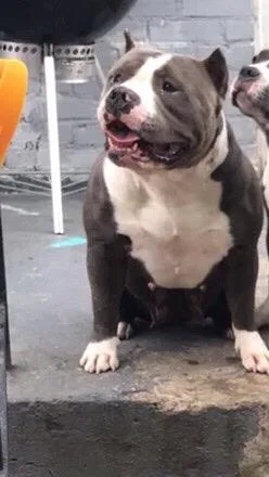pocket american bullies