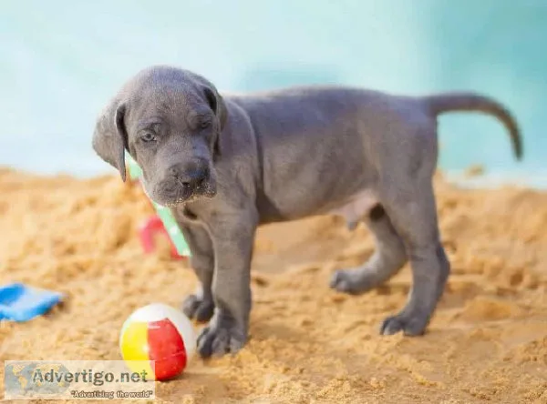 Itaian Greyhound Puppy