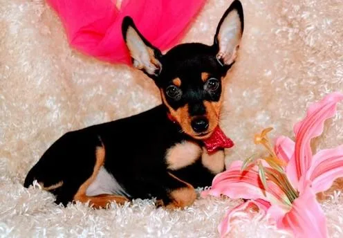 Miniature Pinscher Puppies