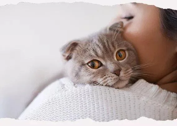 Cat Litter Suppliers
