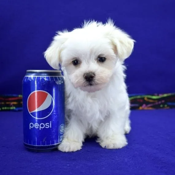 Beautiful Maltese Puppies