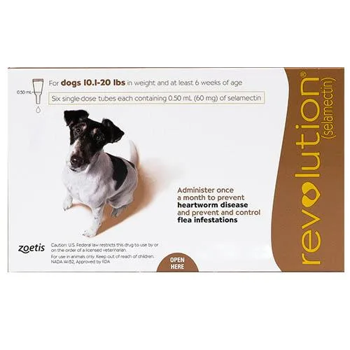 Dog Boarding in Spring Texas