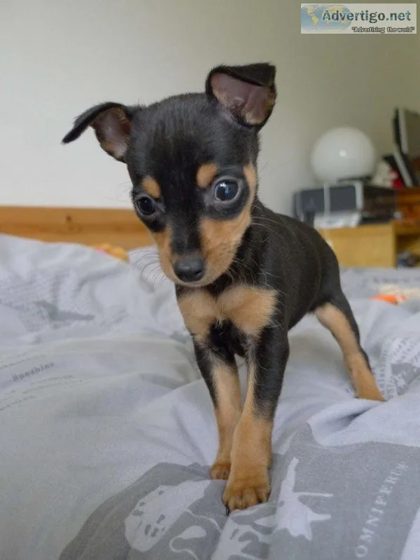 MINIATURE PINSCHER PUPPYS