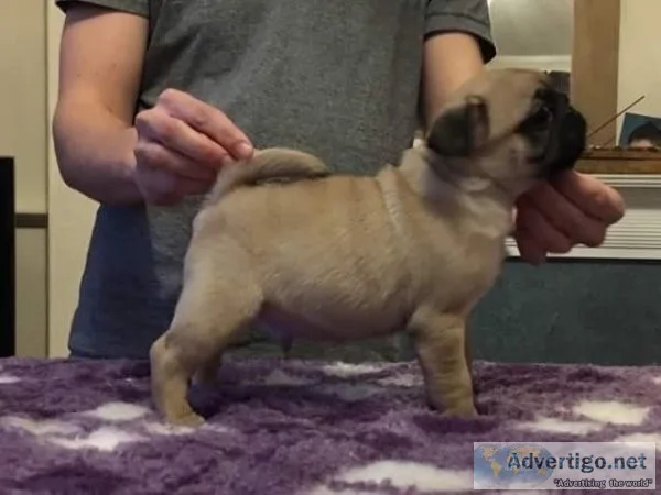 CKC Pug Puppies